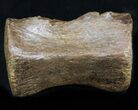 Thescelosaurus Caudal Vertebrae - Montana #34644-2